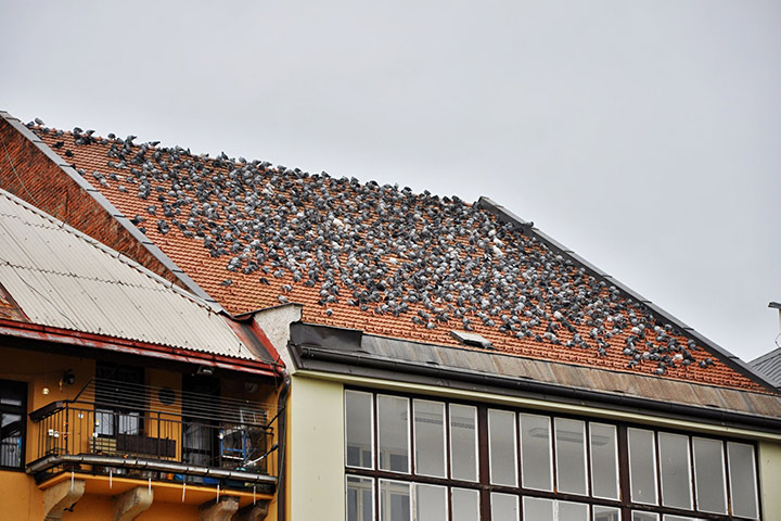 A2B Pest Control are able to install spikes to deter birds from roofs in South Woodford. 
