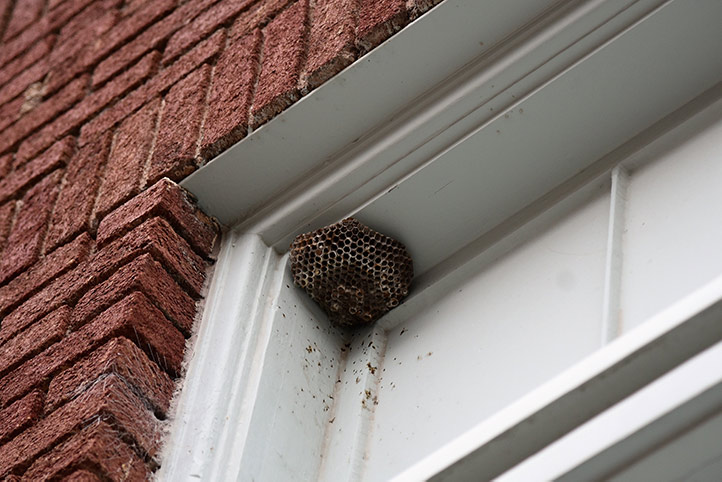 We provide a wasp nest removal service for domestic and commercial properties in South Woodford.